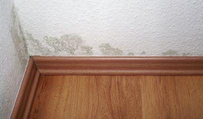 Charlotte Mold Remediation When it Comes to Wallpaper and Walls