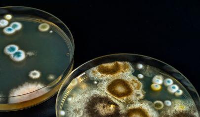 Mold Inspections Every Lakewood Homeowner Should Rethink