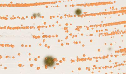 Charlotte Mold Remediation Elements Explained