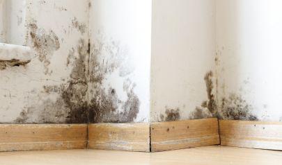 The Role of Biocides and Antimicrobials in Dunwoody Mold Remediation