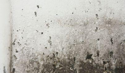 DIY Mold Removal Vs. Professional Charlotte Mold Remediation