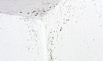Avoiding Mold Removal with Key Areas for Moisture Buildup in Cumming, Georgia Homes