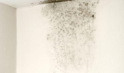 Mold Inspections Are Important for Bay Village Properties as Seasons Change