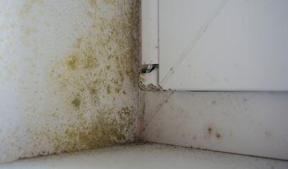Air Quality Warning Signs That Point to the Need for Mold Removal