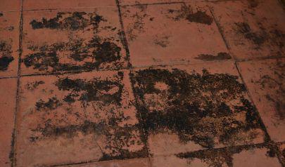 Comprehensive Rock Hill Mold Remediation Services