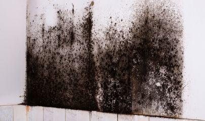 Black Mold Removal Protects Your Johns Creek Home