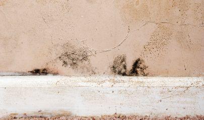 Complete Peace of Mind: Professional Mold Removal Restores Your Lakewood Home