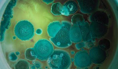 Mold Inspection Services Buford Property Owners Need to Know About