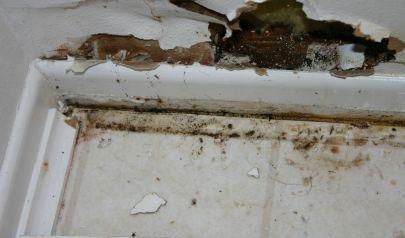 Mold Removal in Marietta: Safe, Effective, and Thorough