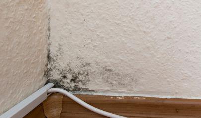 Black Mold Removal Specialists in Sandy Springs