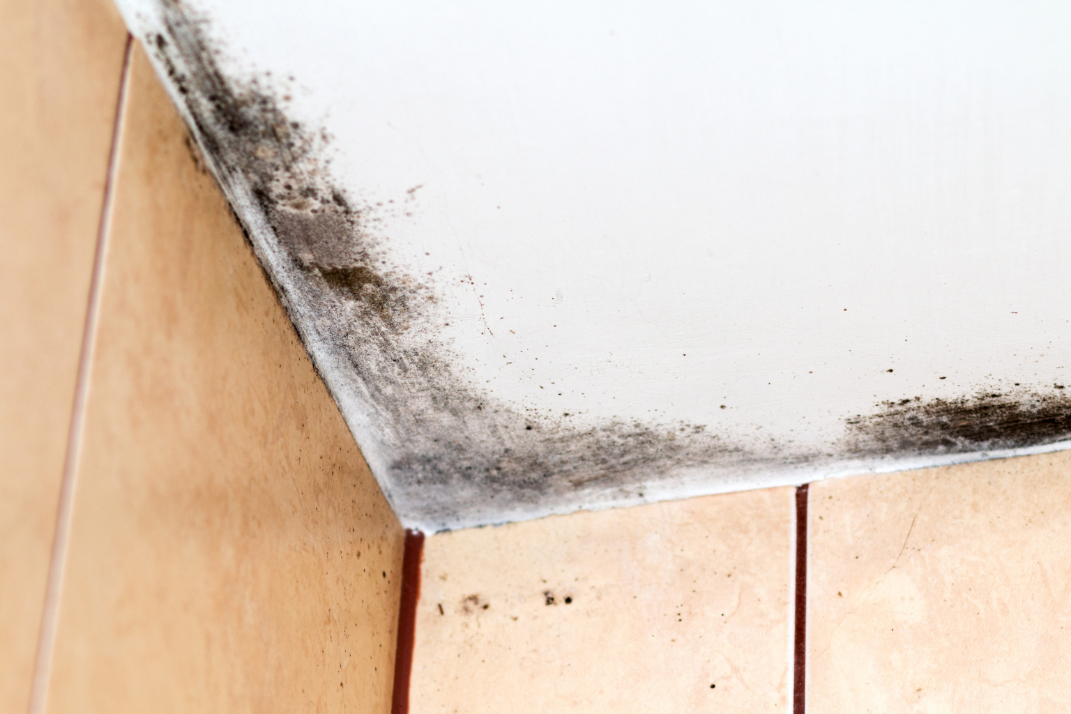On Cleveland’s west side, mold inspection starts with the house itself, not just the stain.