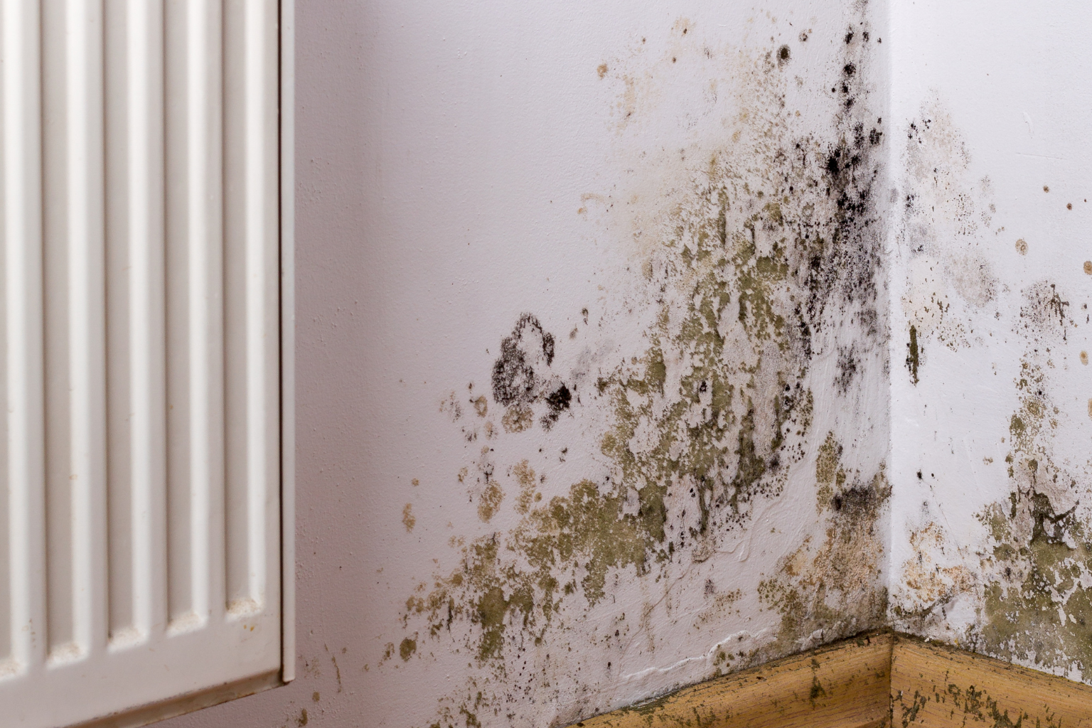 Mold Needs 48 Hours: Most Cartersville Homeowners Give It a Week Without Knowing It