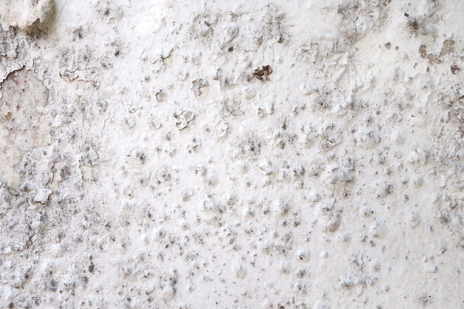 Managing Hidden Fungal Colonies in Westlake Basements