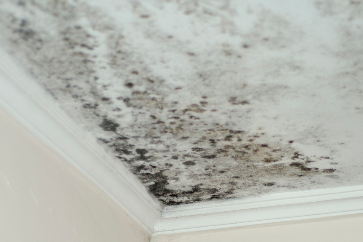Mold Remediation in Shoreline Attics Starts With the Moisture Source