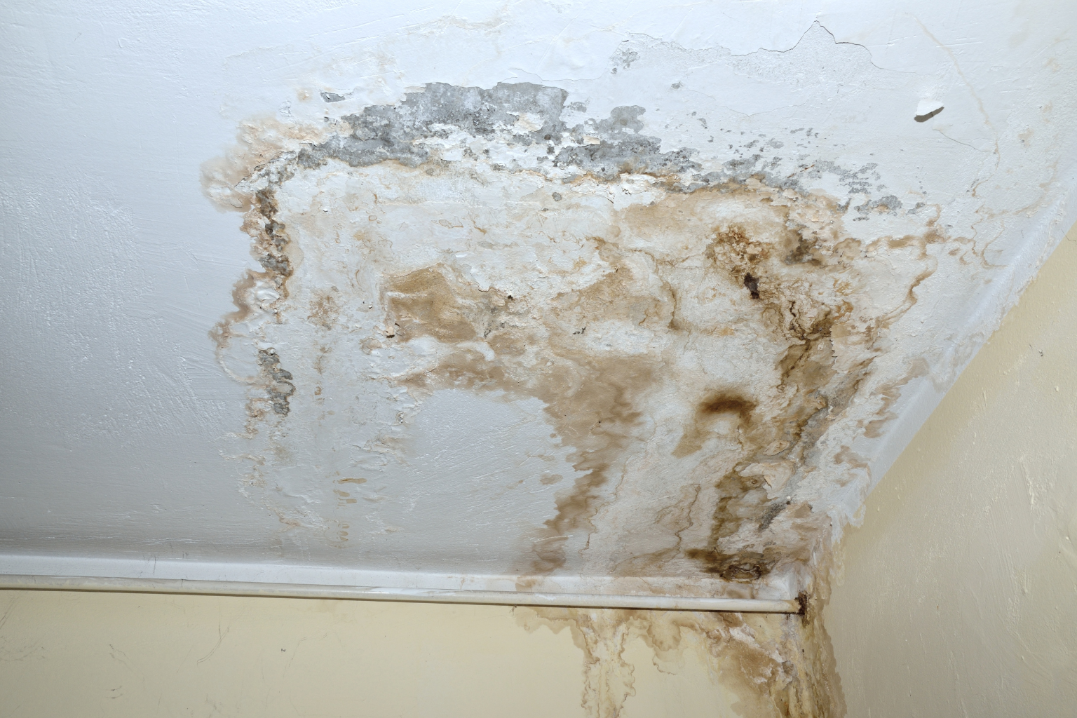 Mold in Pompano Beach Hides Better Than You Think and Grows Faster Than You Want