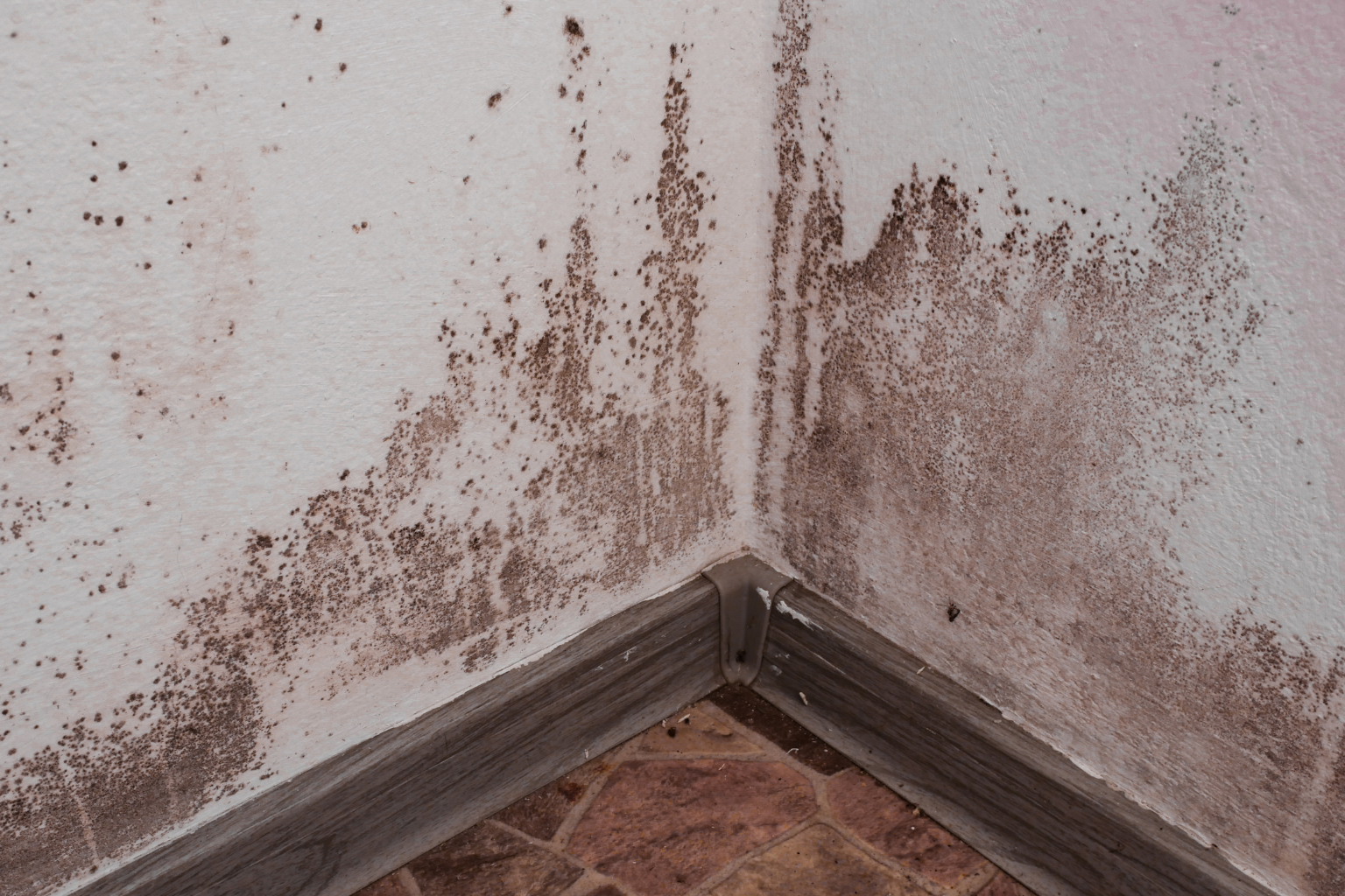 Mold Remediation in Pompano Beach Starts Behind the Walls You Cannot See