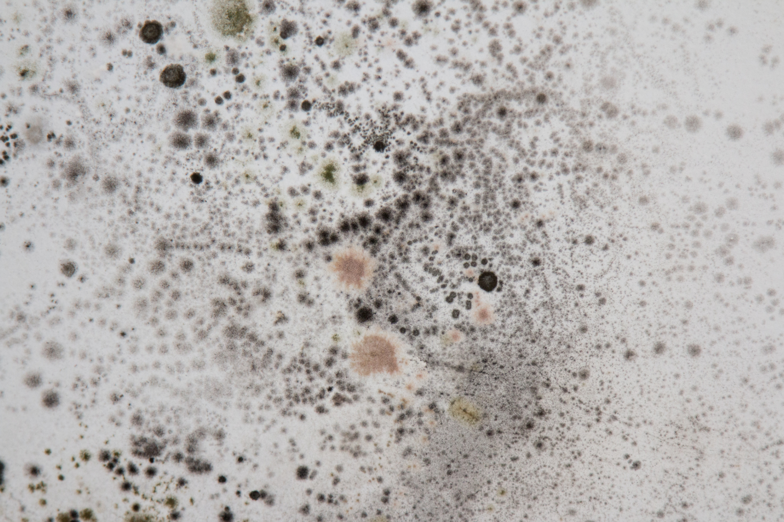 Managing Hidden Fungal Growth in Kirkland Living Spaces
