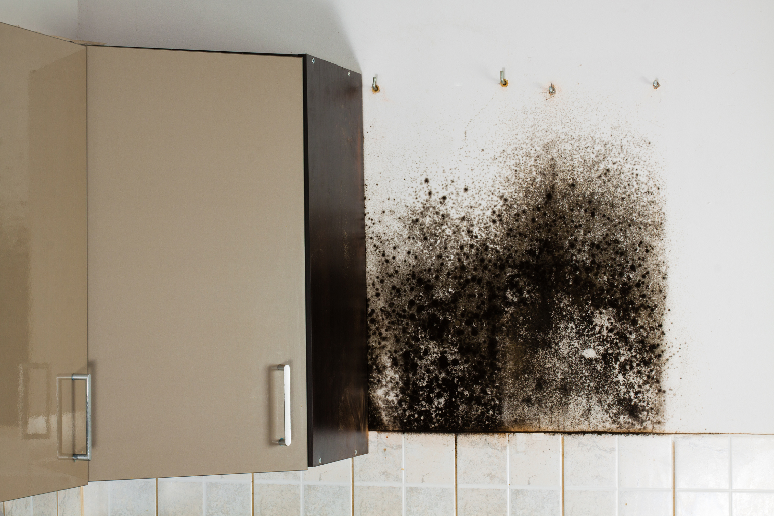 Mold Remediation on Cleveland’s West Side Starts With Finding the Moisture