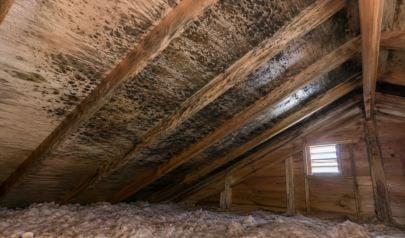 Mold in a Georgia Home Is Not a DIY Project and What Remediation Actually Requires