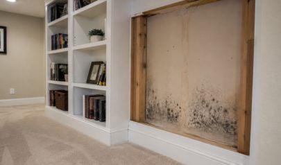 The Mold You Can't See Is the Mold That Costs the Most