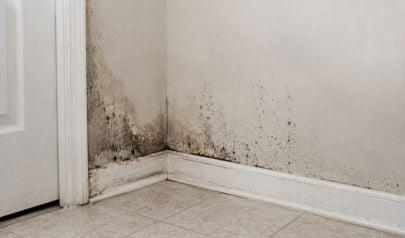Mold in Sandy Springs Homes, Straight Talk from People Who Remove It for a Living