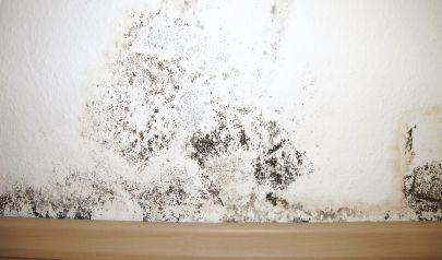 Mold in Attics and Basements Across the Growing West Side Suburbs