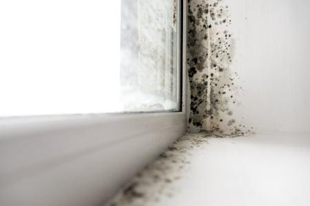 What Should You Do About Mold Underneath the House?