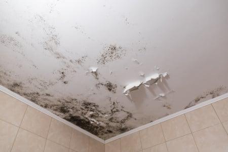 What Happens If Mold Is Left Untreated in a House?