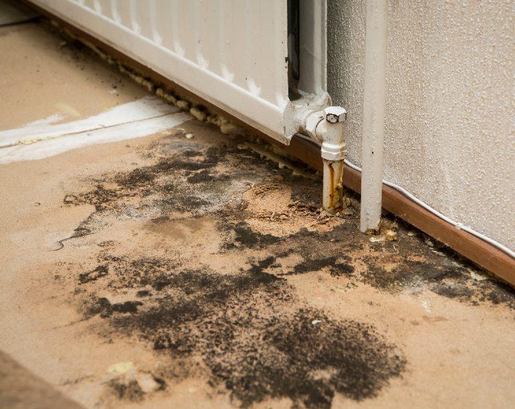 What are Black Mold Symptoms?