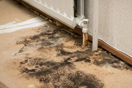 Toxic Mold: What Every Business Owner Should Know