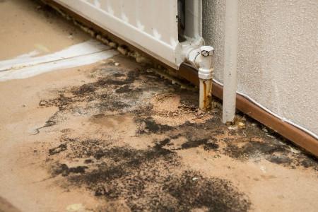 Can Water Damage Cause Mold?