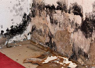 Is Mold Remediation Covered by Insurance?