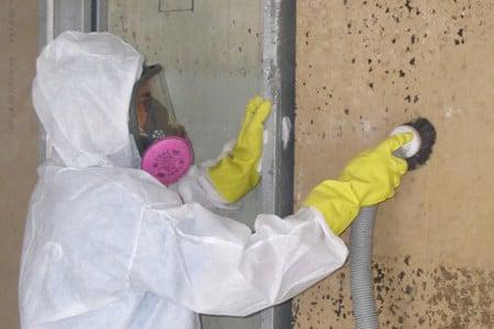 Is Green Mold Dangerous?