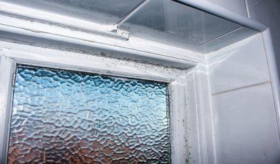 Handling Mold Development in Your Home