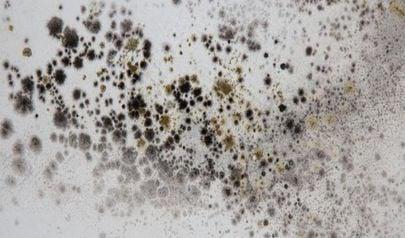 Professional Mold Remediation Buford Residents Trust
