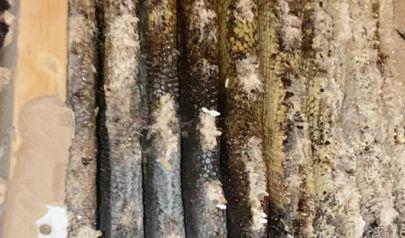 What Dunwoody Residents Need to Know About Black Mold Removal