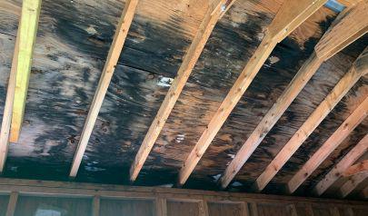 Residential Mold: Structural and Contents Damage Risks