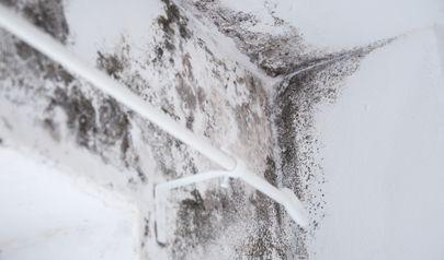 Skip DIY – Call for Kennesaw Rapid Black Mold Removal