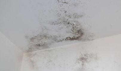Effective Mold Removal for Norcross Property Owners