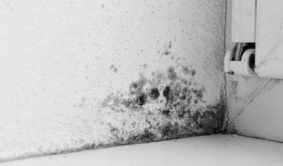 Mold Remediation Steps AdvantaClean Takes for Gaffney Homes