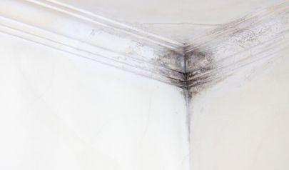 Forget DIY Black Mold Removal in Sandy Springs