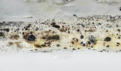 Understanding the Need for Mold Inspection in Dunwoody