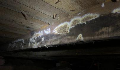 Peachtree Corners Residents Deserve Precision Mold Removal