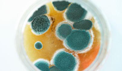When Mold Remediation is Necessary for a Sandy Springs, GA Home