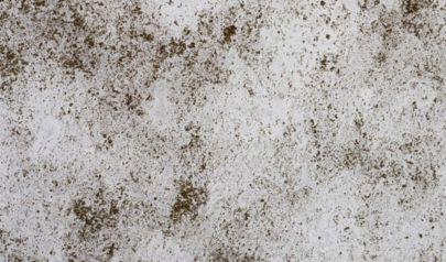 Mold Damage in Your Rock Hill Property