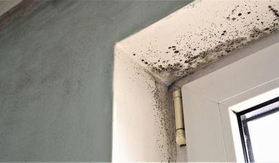 Johns Creek Kitchen Mold Removal