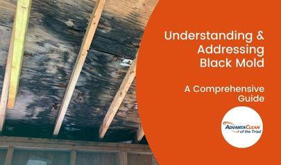 Protect Your Health and Property: Everything You Need to Know About Black Mold