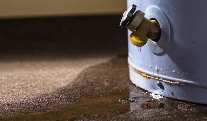 Basement Bugs Attracted to Moisture