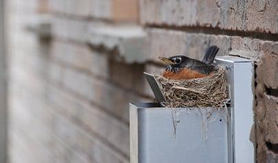Bird in Vent... Now What? Steps for Removing Bird's Nests from Vents