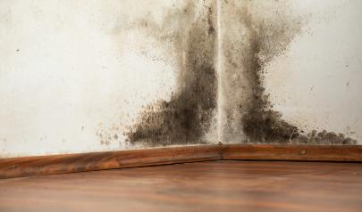 Black Mold Removal In An Infested Home